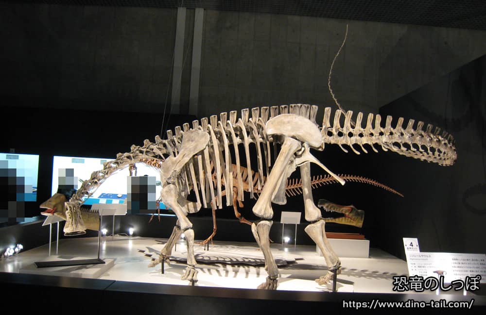 Esqueleto fósil completo de Nigersaurus