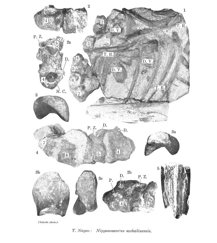 Ilustración de la publicación original de Nipponosaurus