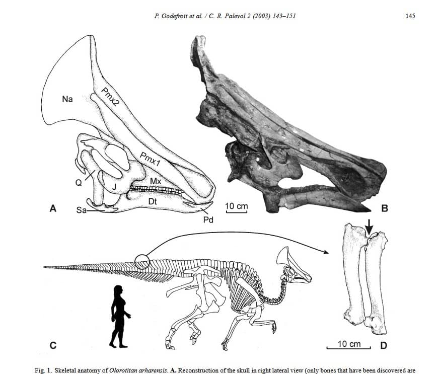 Boceto del esqueleto de Olorotitan - extracto de la publicación (2003)