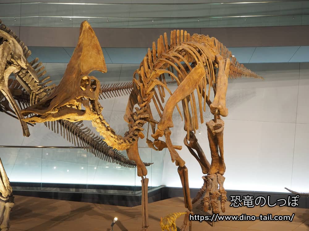 Esqueleto fósil completo de Olorotitan