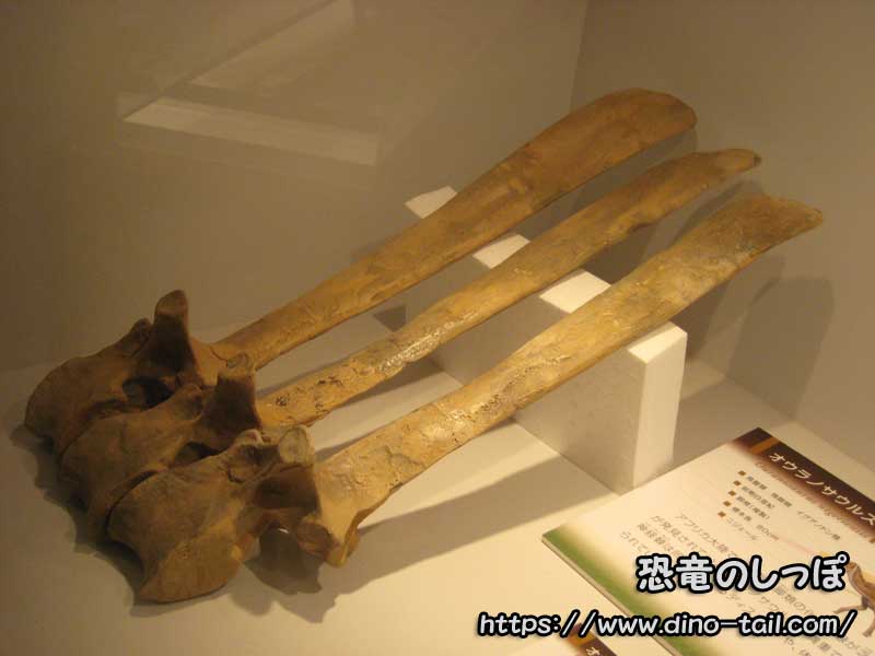 Vértebras fósiles de Ouranosaurus