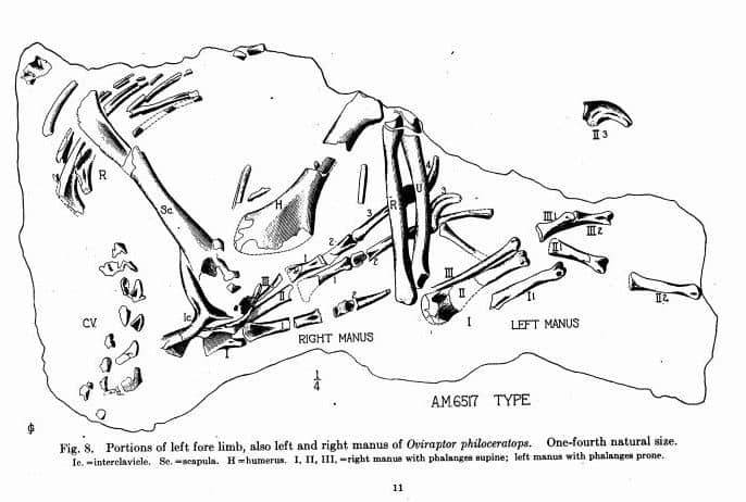 Extracto de la publicación original de Oviraptor - fósil en situación (1924)