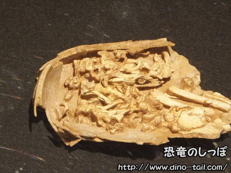 Embrión en un huevo fósil de Oviraptor