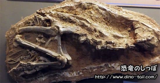 Fósil de Oviraptor en situación