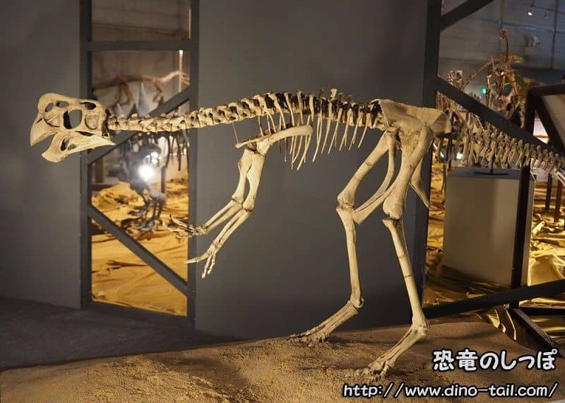 Esqueleto completo de Oviraptor