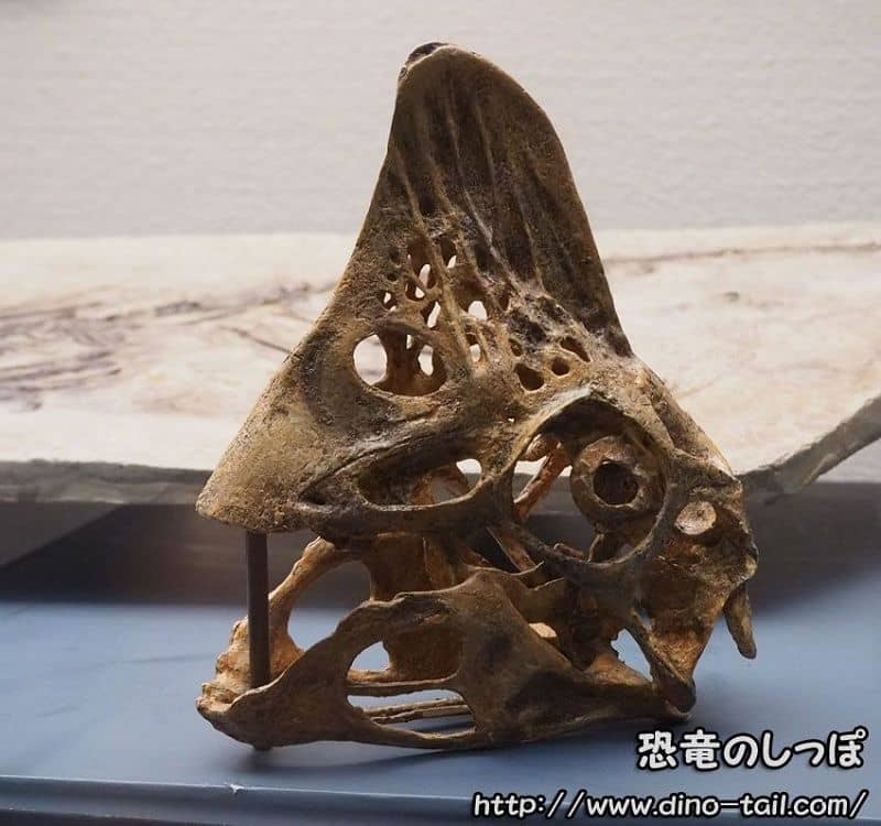 Cráneo fósil de Oviraptor (2016)