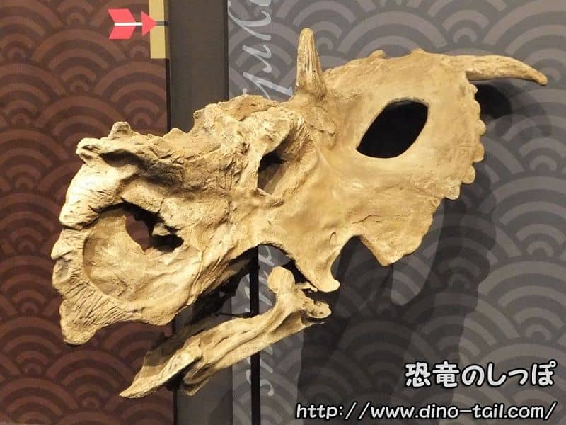 Cráneo fósil de Pachyrhinosaurus