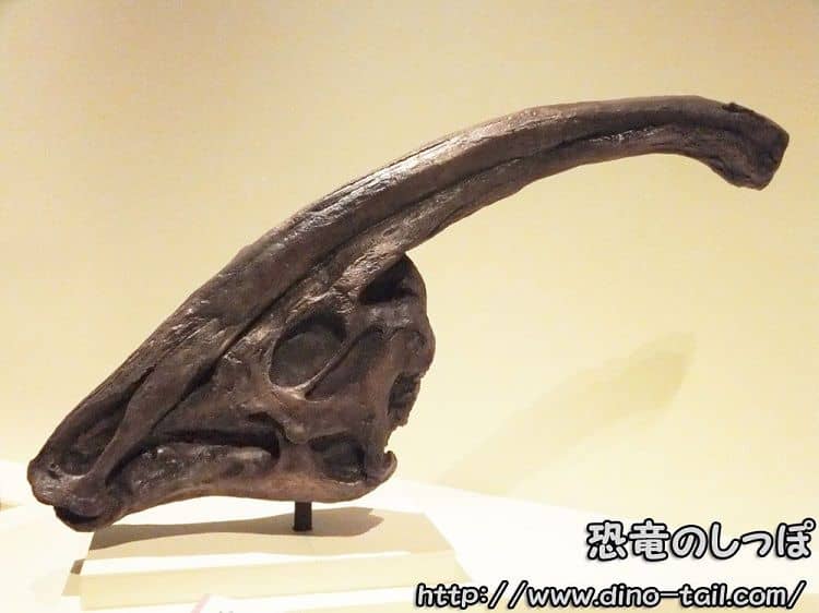 Cráneo fósil de un Parasaurolophus adulto