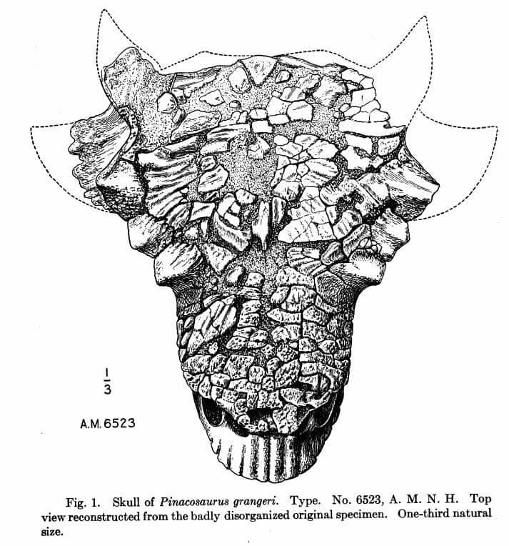 Extracto de la publicación original de Pinacosaurus (1933)