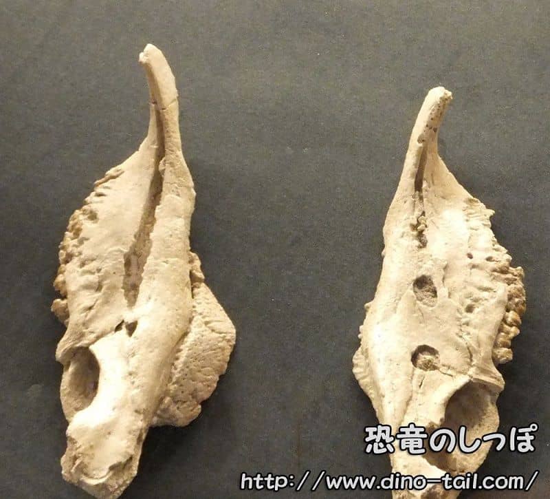 Mandíbula fósil de Pinacosaurus