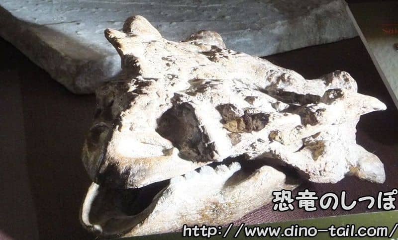 Cráneo fósil de Pinacosaurus