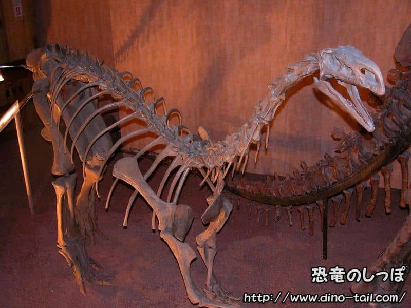 Esqueleto fósil completo de Plateosaurus