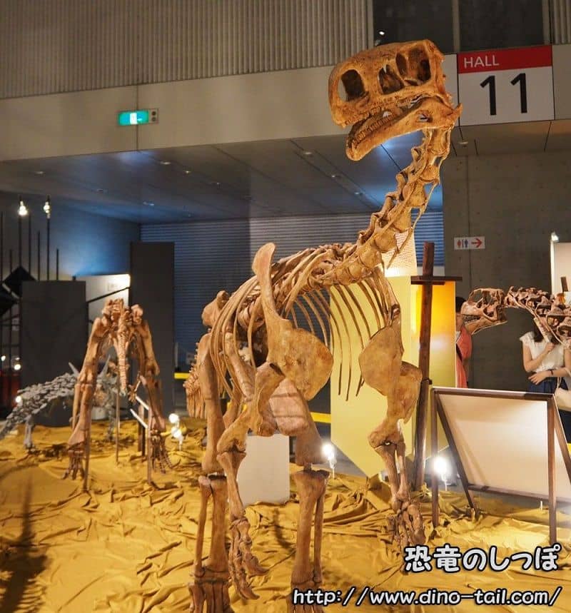 Esqueleto fósil completo de Plateosaurus