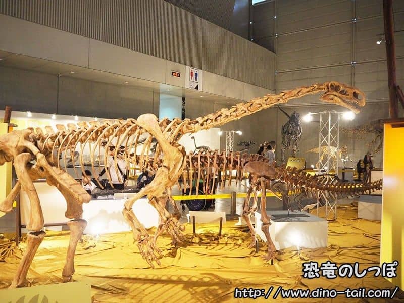 Esqueleto fósil completo de Plateosaurus