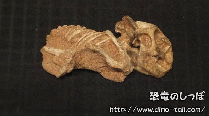 Fósil de cría de Protoceratops