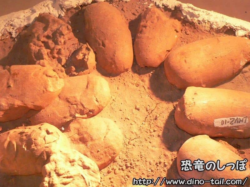 Huevos fósiles de Protoceratops