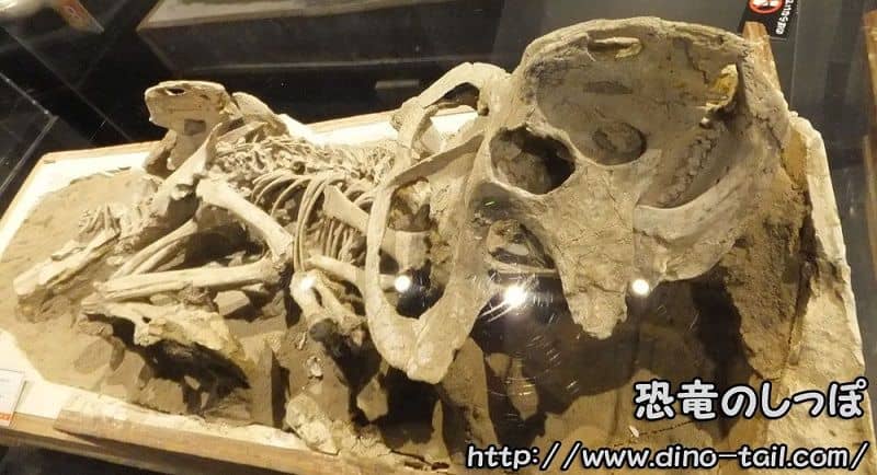 Esqueleto fósil completo de Protoceratops