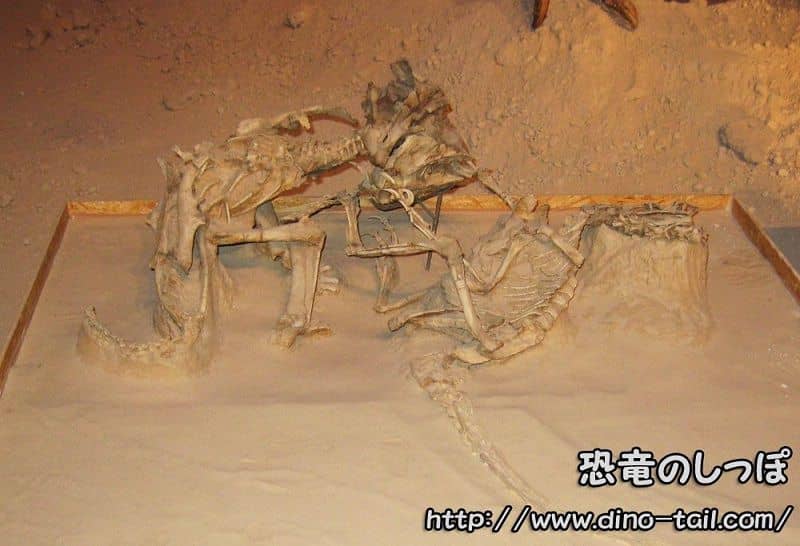 Fósil de lucha entre Protoceratops (izquierda) y Velociraptor (derecha)