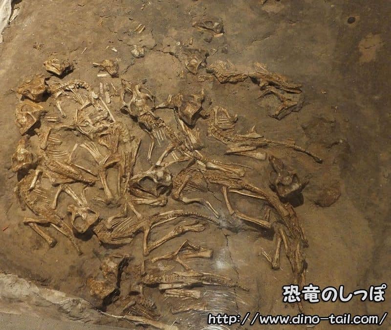 Nido fósil de Protoceratops