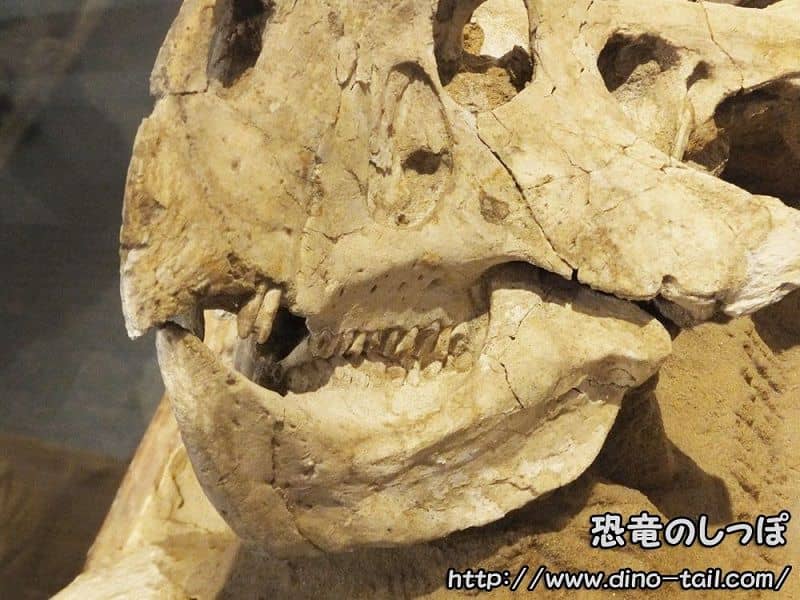 Mandíbula de Protoceratops (2014)