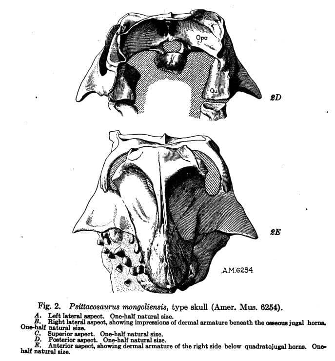 Boceto del cráneo de Psittacosaurus (publicación original)