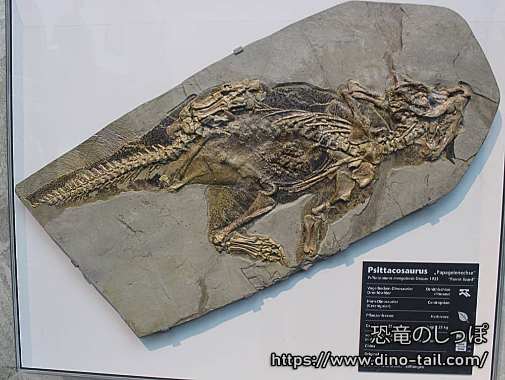 Esqueleto fósil completo (2019) en el Museo de Historia Natural Senckenberg