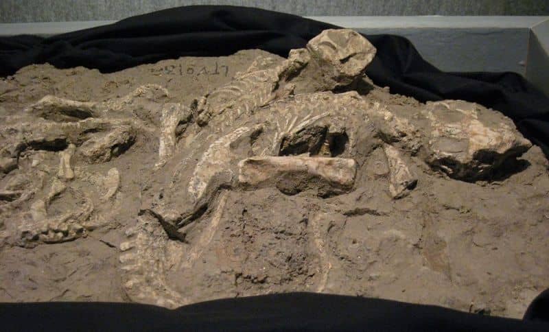 Fósil de Psittacosaurus en matriz