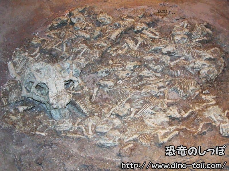 Nido fósil de Psittacosaurus