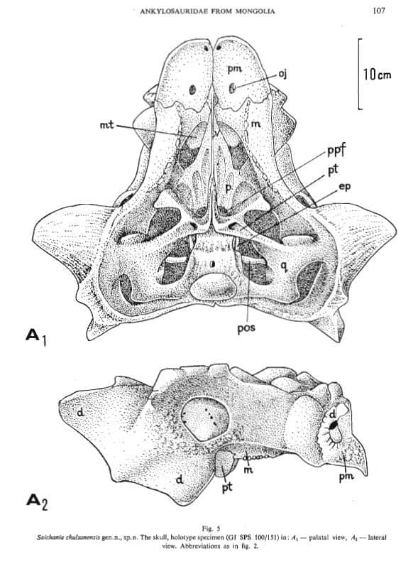 Boceto del cráneo de Saichania (publicación original 1977)