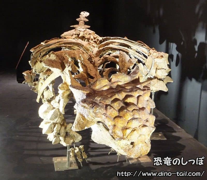 Esqueleto fósil completo de Saichania