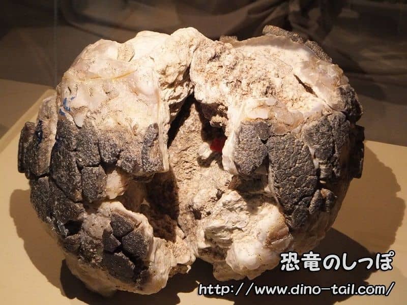 Huevo fósil de Saltasaurus