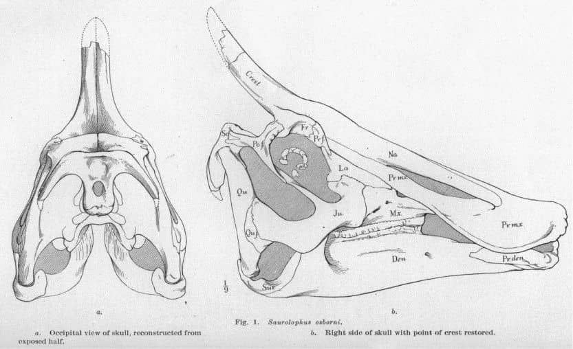 Boceto del cráneo de Saurolophus - Extracto de la publicación original (1912)