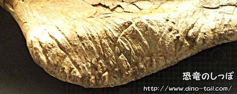 Marcas de mordida en el húmero de Saurolophus