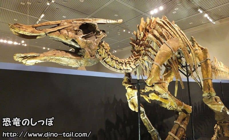 Esqueleto fósil completo de Saurolophus