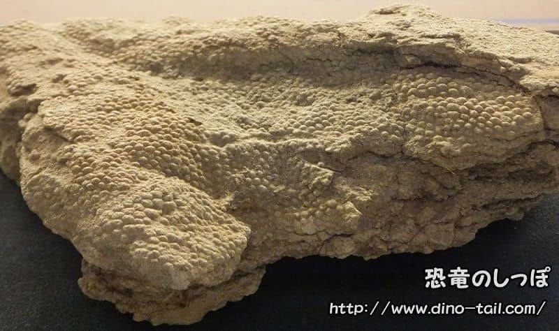 Impresión fósil de la piel de Saurolophus