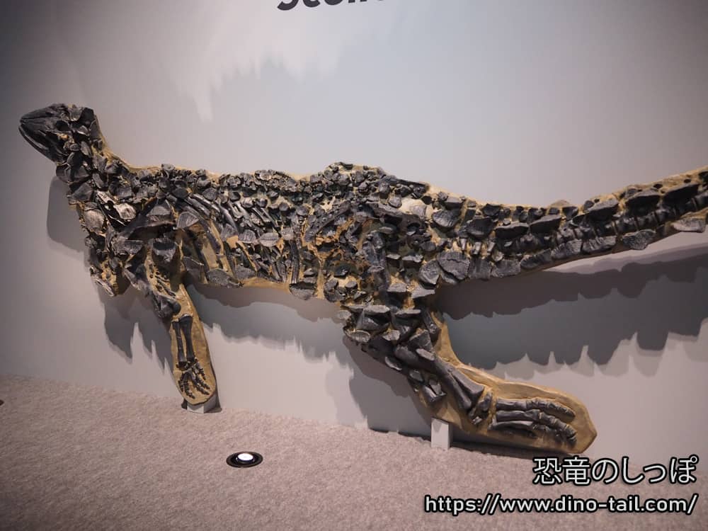 Esqueleto fósil completo de Scelidosaurus