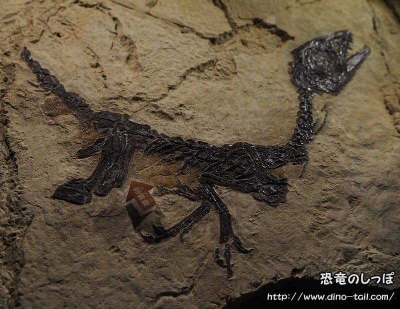 Fósil plano completo de Scipionyx