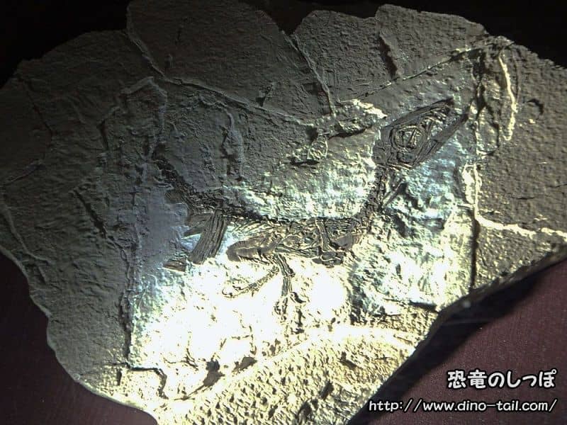 Fósil plano completo de Scipionyx