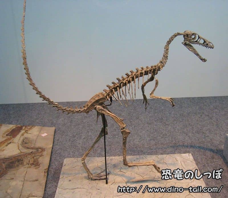 Esqueleto fósil completo de Sinosauropteryx