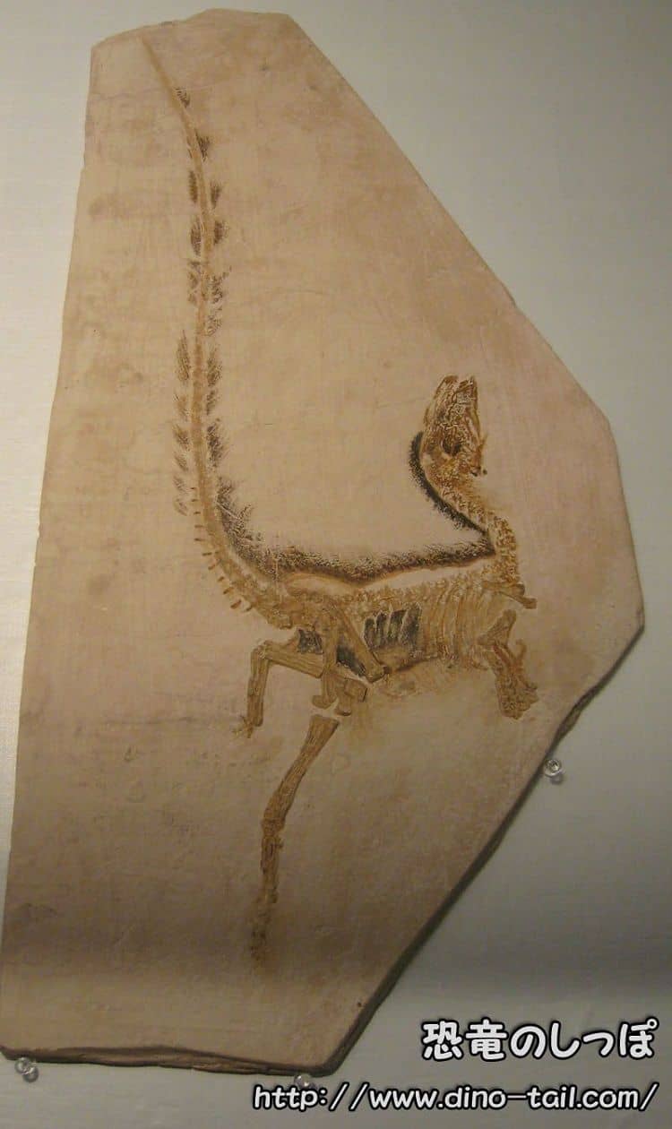 Fósil de Sinosauropteryx