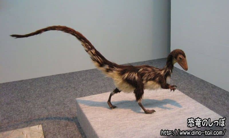 Modelo de reconstrucción de Sinosauropteryx