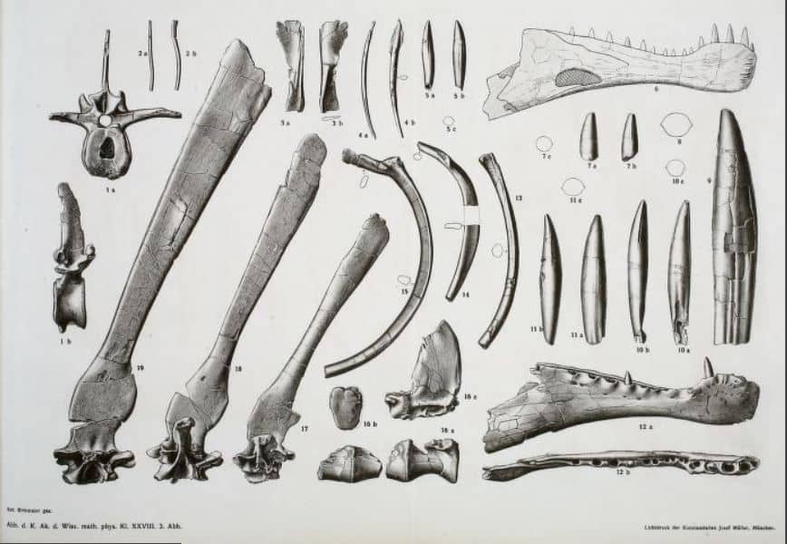 Boceto del espécimen tipo de Spinosaurus en la publicación de Ernst Stromer (1915)