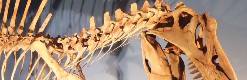 Imagen de cabecera de la Enciclopedia de Dinosaurios