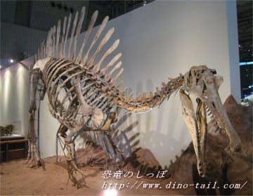 Esqueleto fósil de Spinosaurus