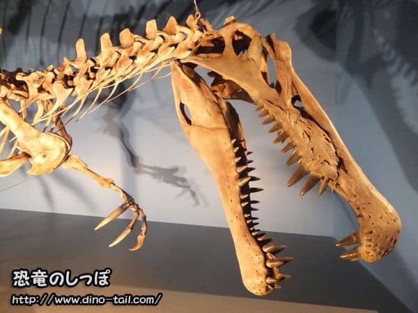 Cráneo fósil de Spinosaurus