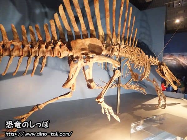 Esqueleto fósil completo de Spinosaurus