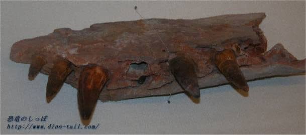 Mandíbula fósil de Spinosaurus