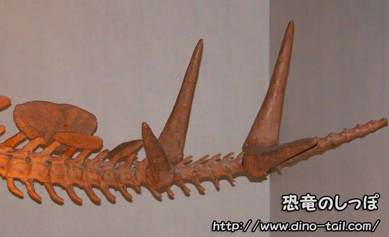 Púas de la cola de Stegosaurus