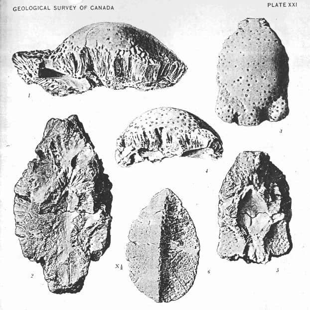 Extracto de la publicación de descripción de Stegoceras (1902)