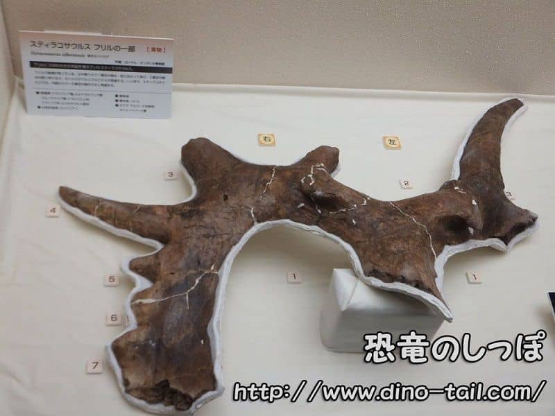 Parte del volante de Styracosaurus